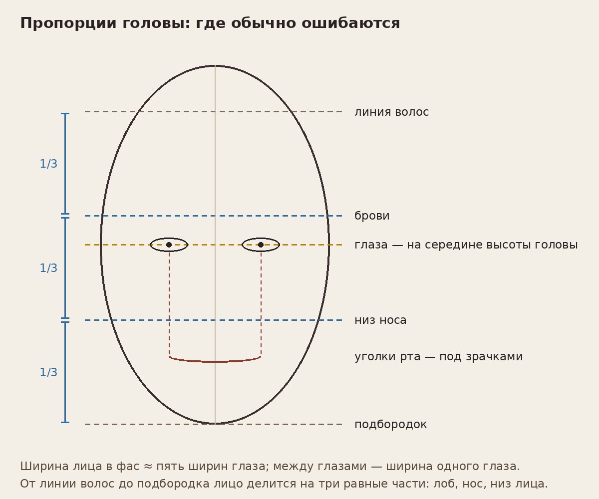 Ошибки в портрете: схема пропорций головы — глаза на середине высоты, лицо делится на три части, уголки рта под зрачками